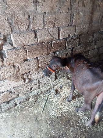 પાડી વેચવાની છે