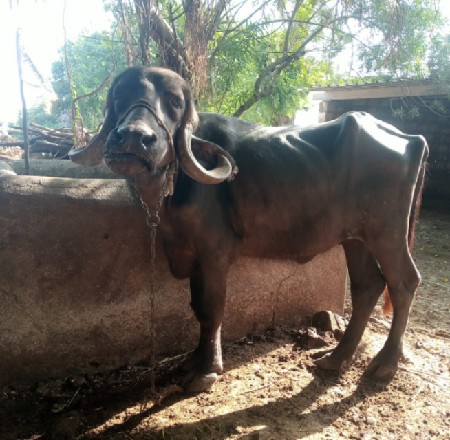 સારવારની છે