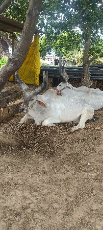 બરધ વેચવાના છે બીજી ધર્મ છે