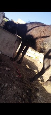 ભાવમાં ફેરફાર થસે થોરોક
