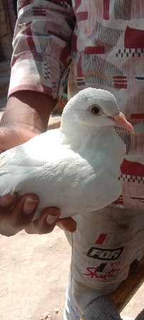 માદિ