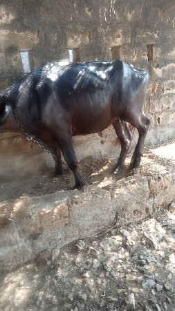 પાડી વેચવાની છે