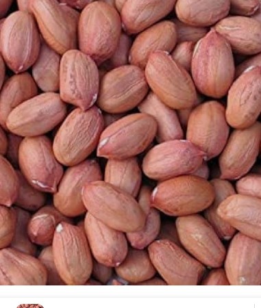 માંડવી ના બીજ 20 નંબર