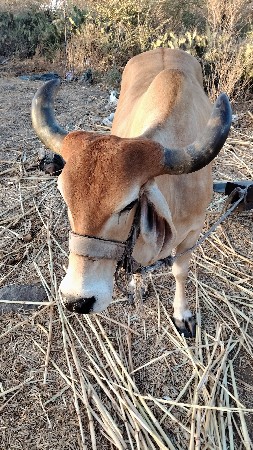 વેચવાની સે