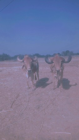 બળદ વેચવાના છે