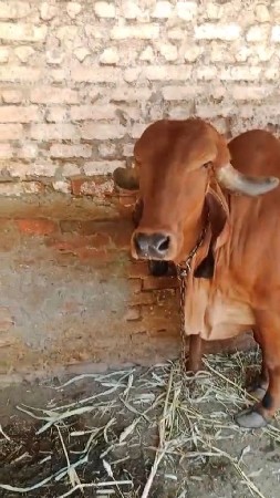 ગીરગાય.  આઠ દસ દિવસની કાચી