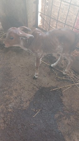 ગાય વેસવાની છે