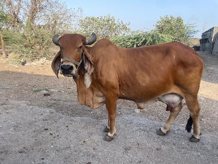 ગીર ગાય વેચવાની છે