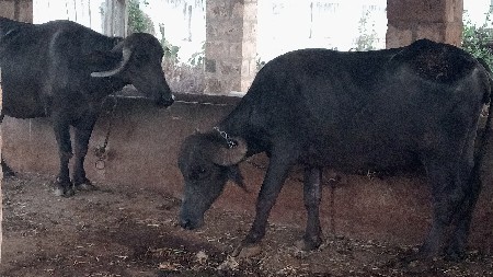 khadali  20 divas ni kachi saaa