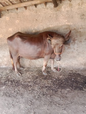 ખડેલી વેચવાની છે