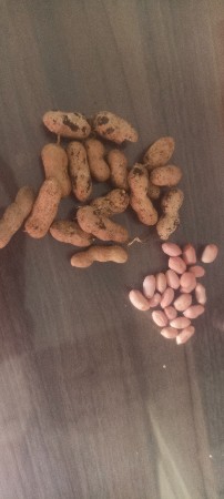 મિનાક્ષી મગફળી