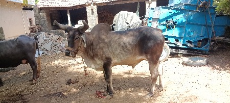 બળદ વેચવાના છે