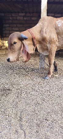 ગીર હોડકી બે વેચવાની છે
