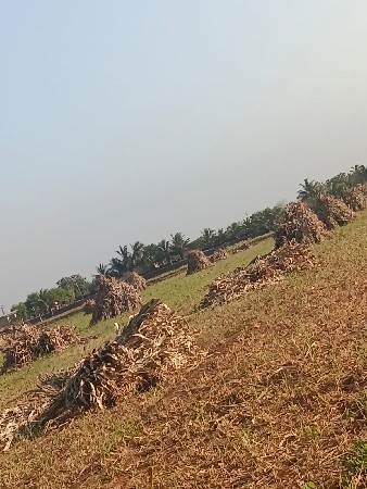 બાટુ (જુવાર ના પૂળા)