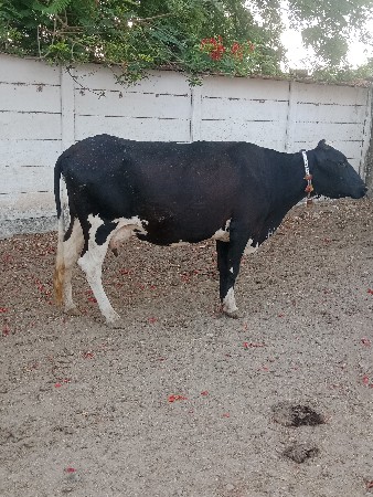 વેચવાની છે