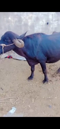 પુરે પુરી જવાબ દારી