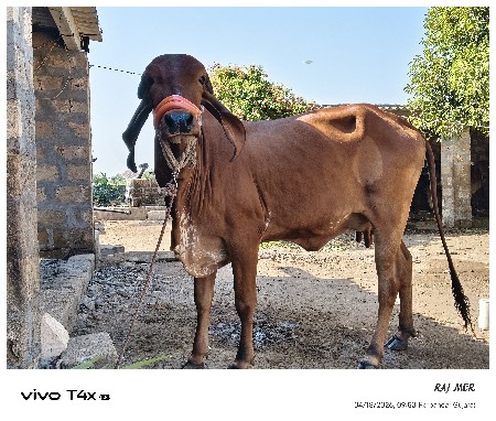 ગાય વેચવાની છે