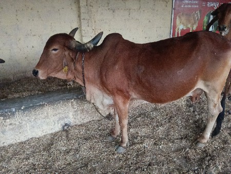 ગા આપવાની છે