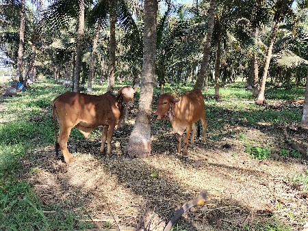 ગોઢલા વેચવા ના છે