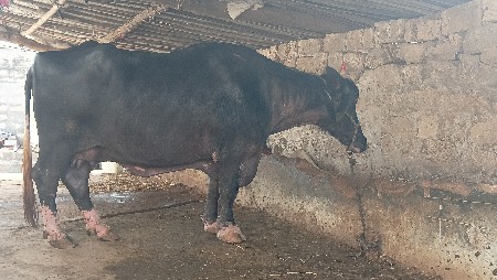 ભેશ વેચવાની છે
