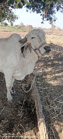 ગીર હોડકિ વેચવાની સે