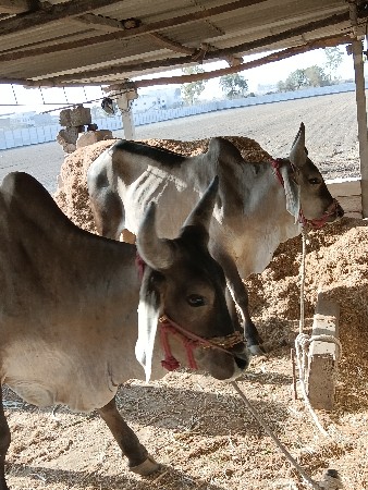 બળદ વેચવાના હોય તારા જાંબા બળે છે