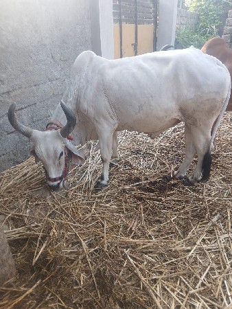 બળઘવેશવાનોસે