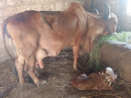 ગાય વેચવાની છે
