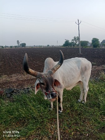 વે