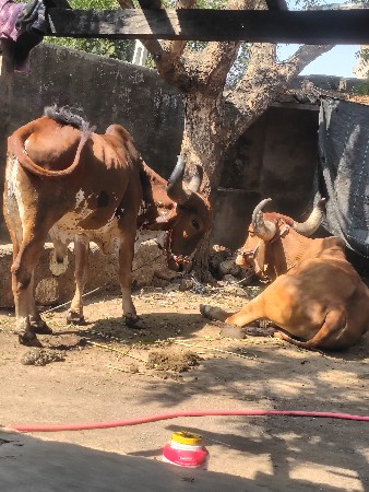 દેસી બરદ