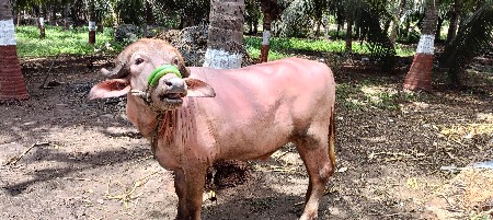 2 પાડા વેચવા ના છે
