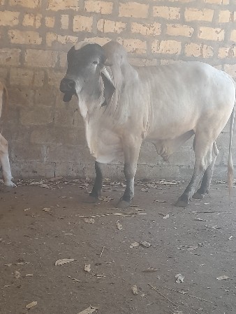ધણ ખૂટ