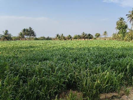 જુવાર નો લીલો ચારો વેચવાનો છે