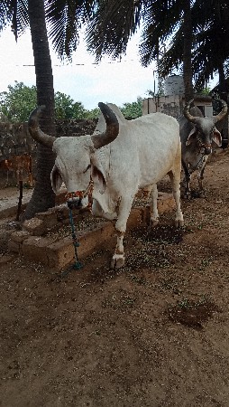 બળદ વેચવાના