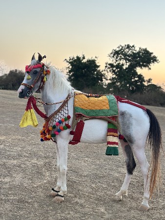 સંજાબ વસેરી