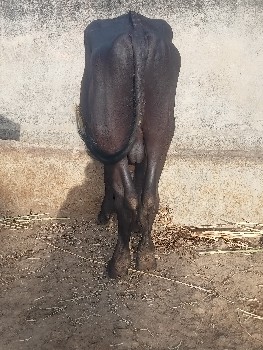 પાડો વેચવાનો છે