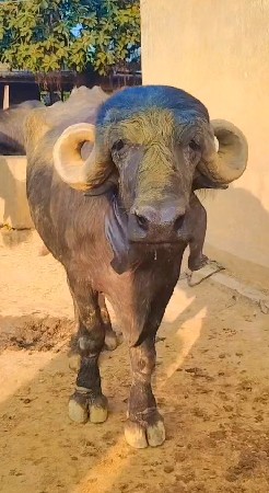 ભેસવે સવાની છે