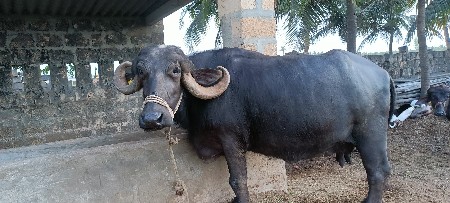 ભેંસ વેચવાની છે
