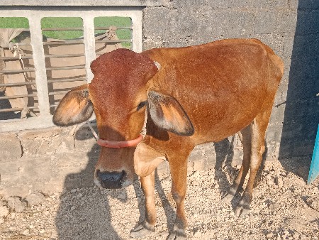 વેચવાની