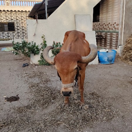 ગાય વેચવાની છે