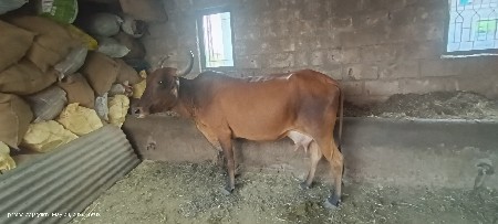 આ ગાય વેચવાની છે