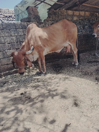 ગાય વેચવાની છે
