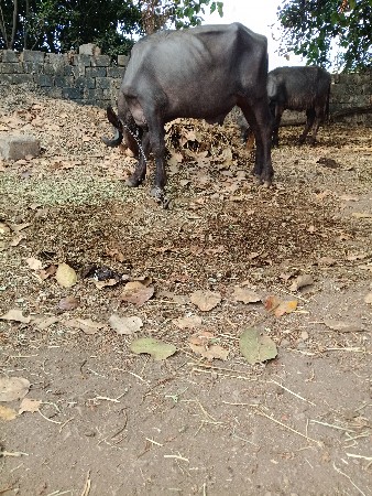 પાડો  વેચવાનું  છે
