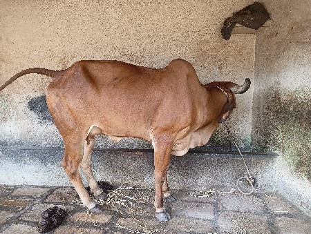 દેશી ગીર હોડકી