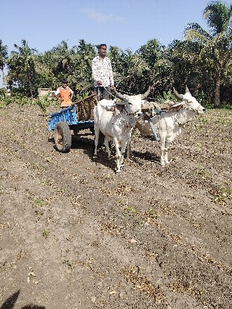 વેચવાના છે વઢિયારા