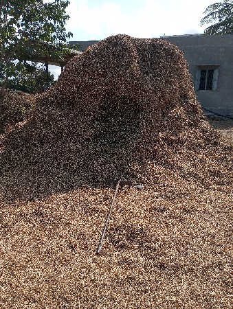 mandaviyu