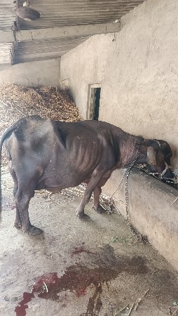 ભેંસ વેચવાની છે