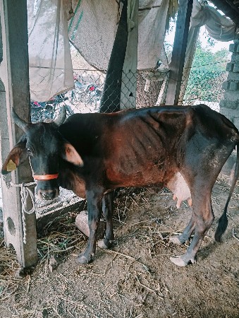 બે ગીર ક્રોસ જર્સી ગાય આપવાની છે