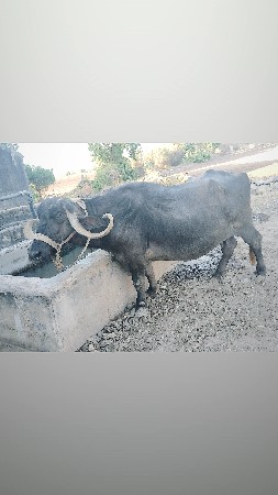ભેસ વેચવાની છે
99250 86974.
