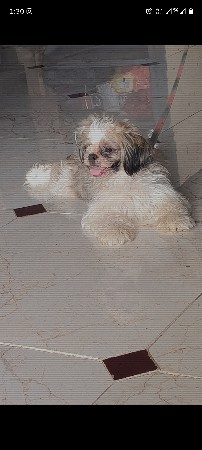 Sitzu female